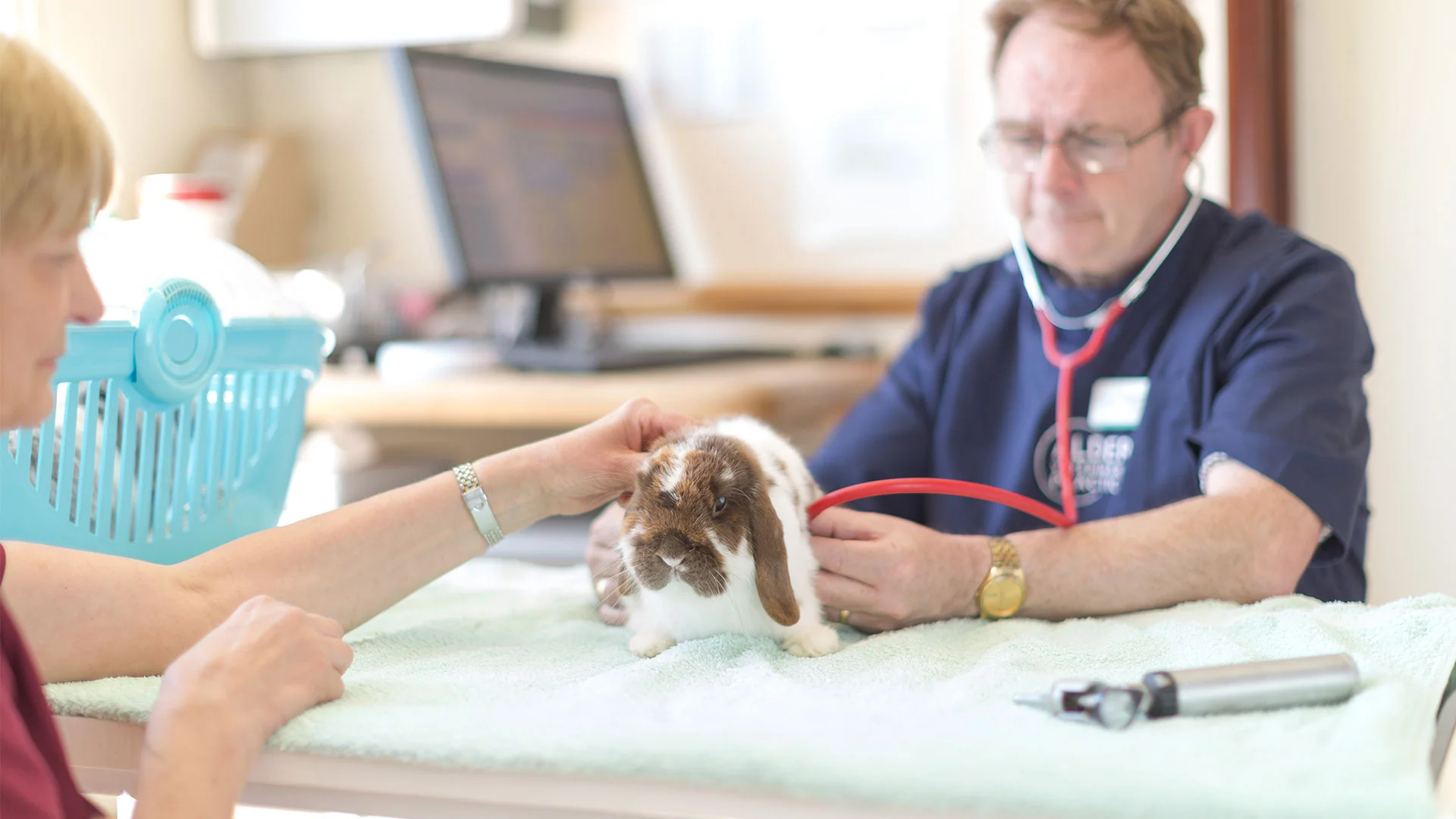 vet consult with rabbit