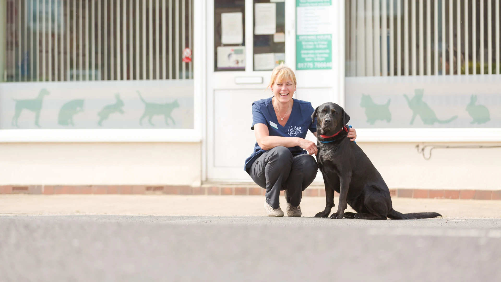 black labrador dog sitting outside with vet