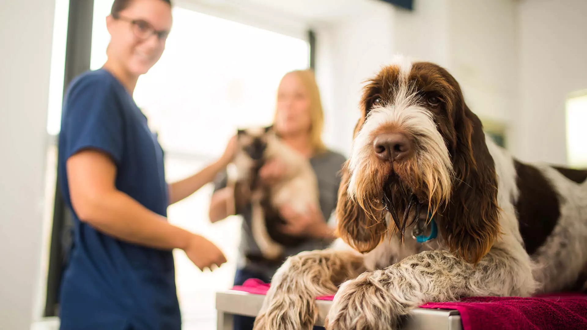 dog with vet in background