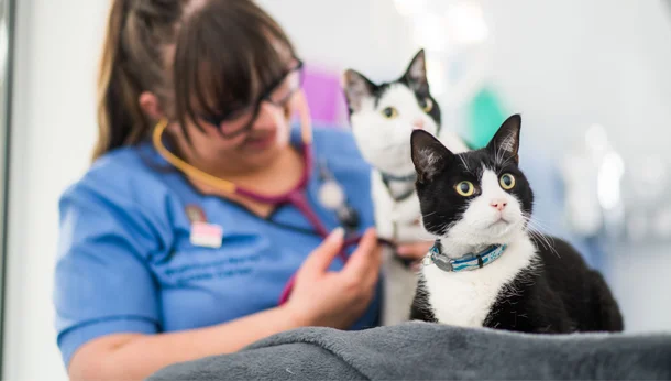two cats in veterinary nurse consult