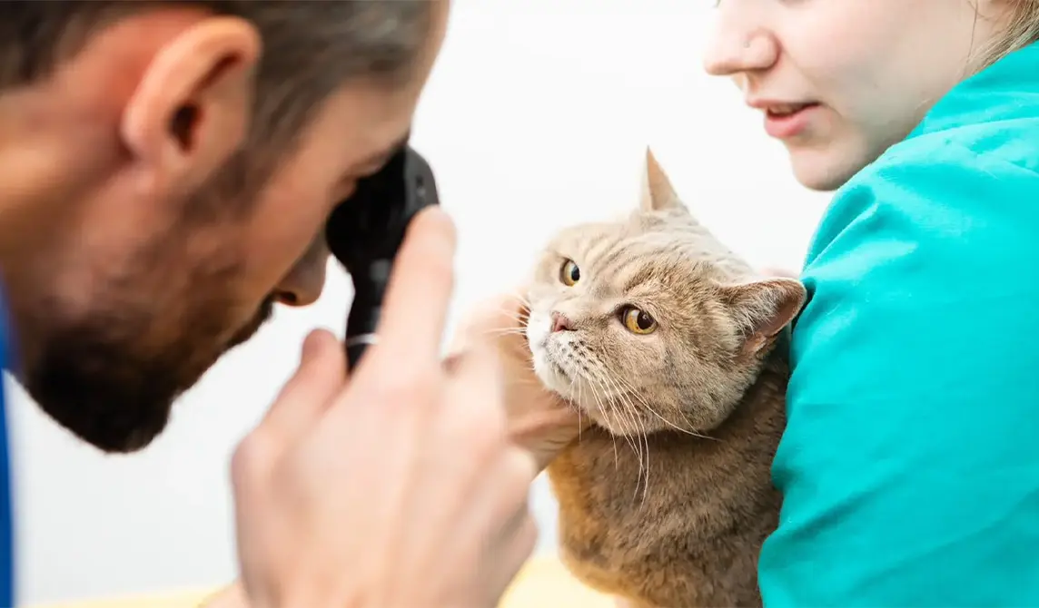 Cat with bandage