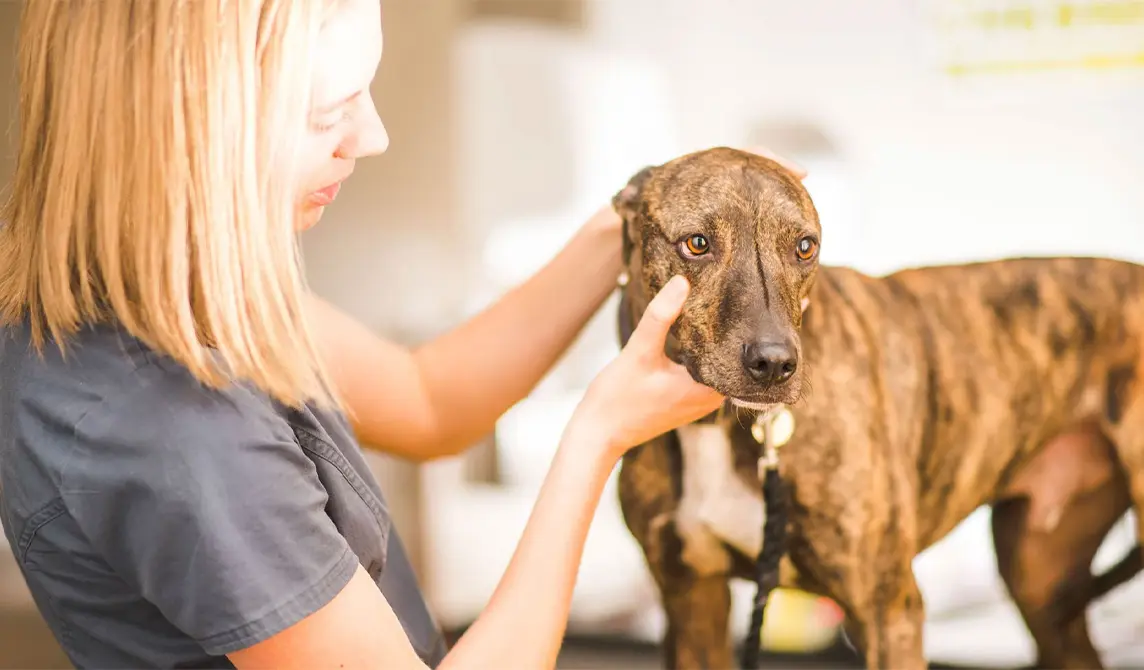 Dog with nurse