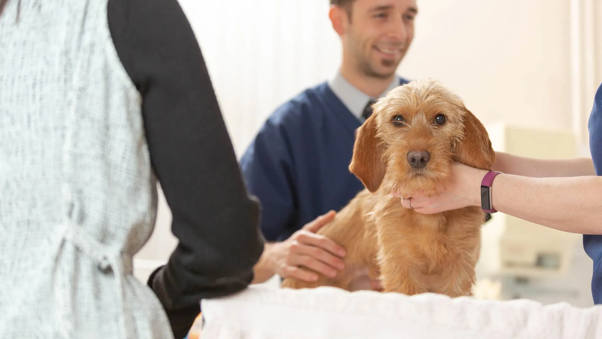 beige dog having consultation