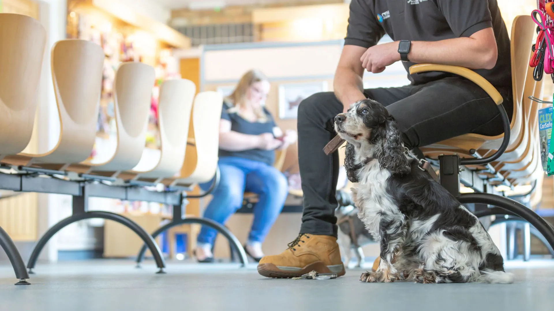 spaniel in waiting room