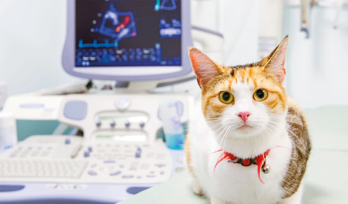 cat sitting in front of vet diagnostic monitor in clinic