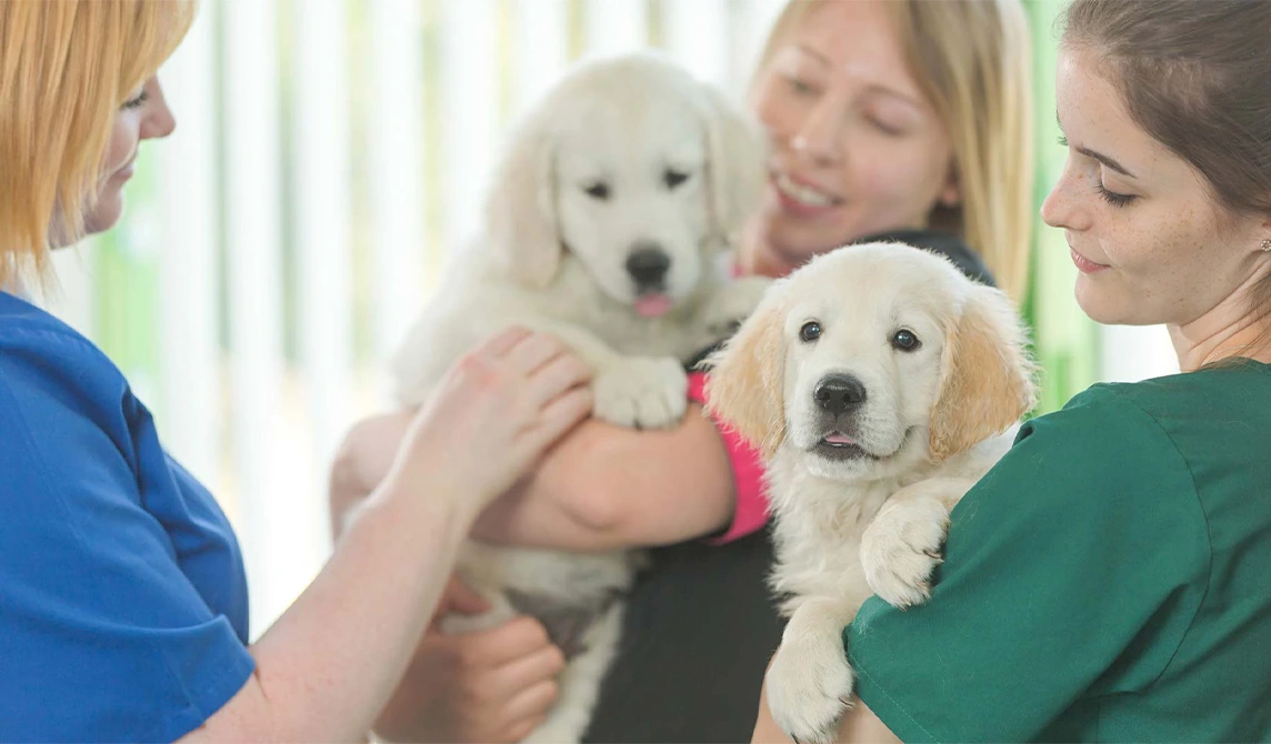puppies with veterinary staff