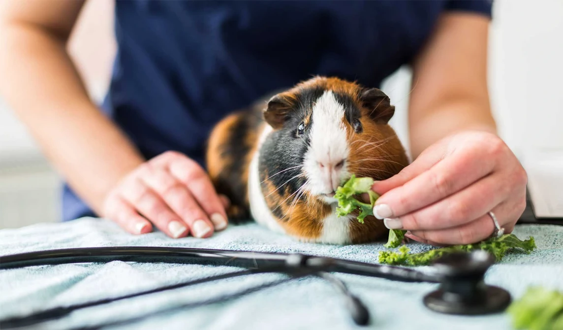 guinea pig eating lettuce