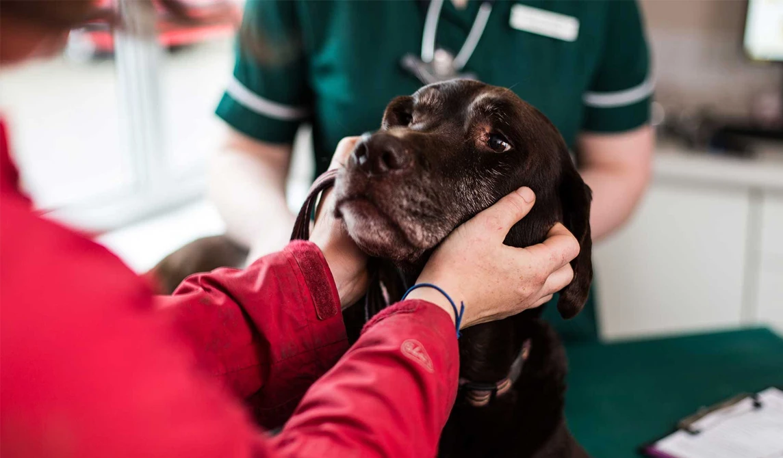 old brown dog with owner