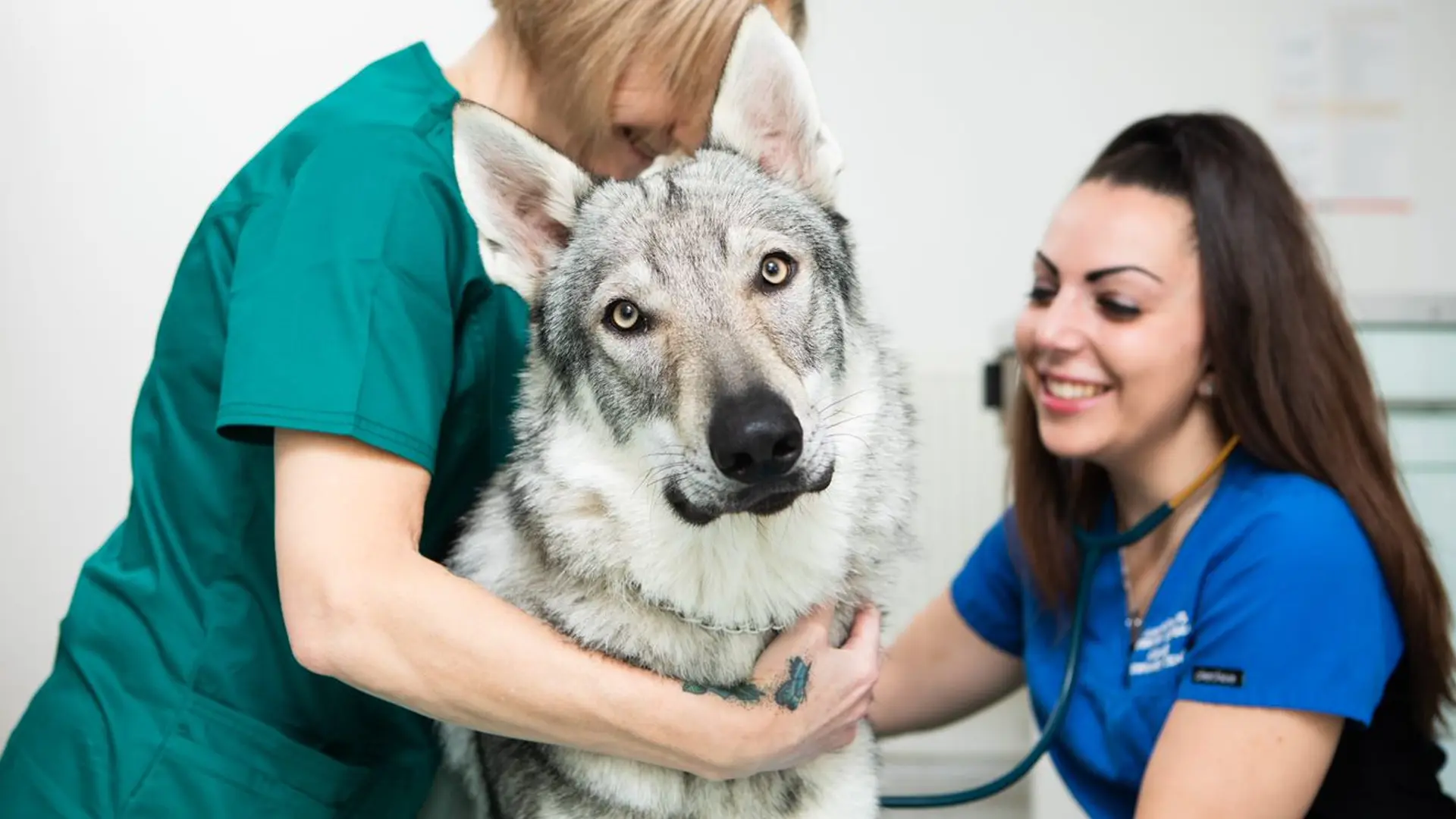 husky having a veterinary consultation 