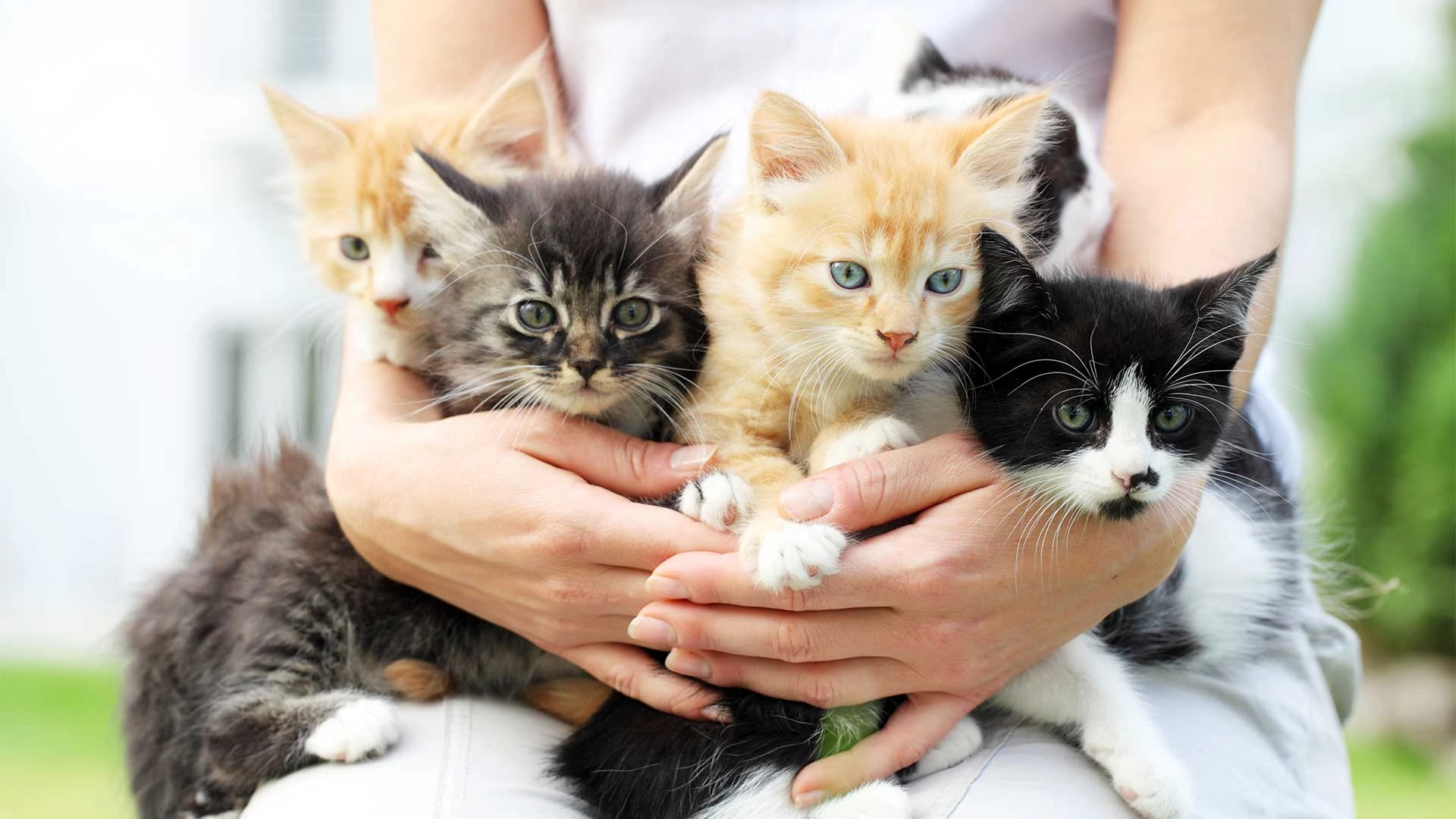 group of kittens being held