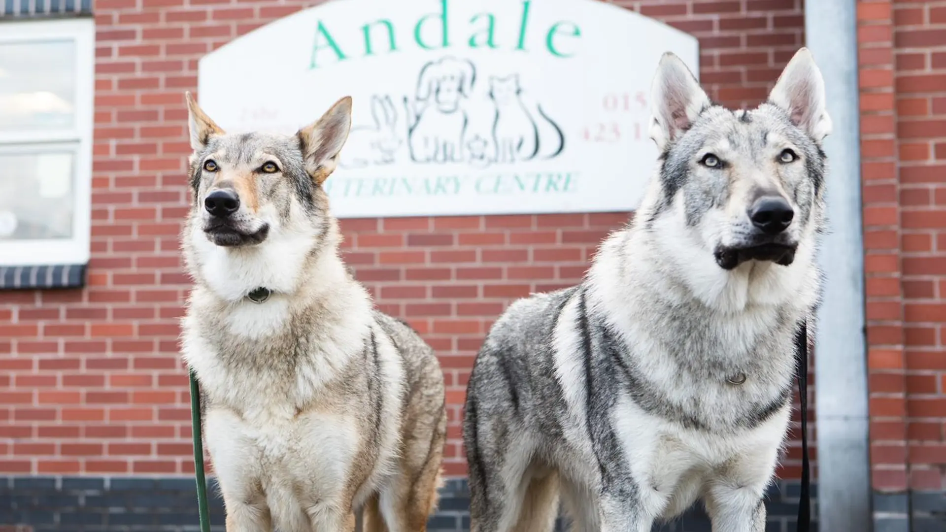 two huskys stood outside our veterinary practice