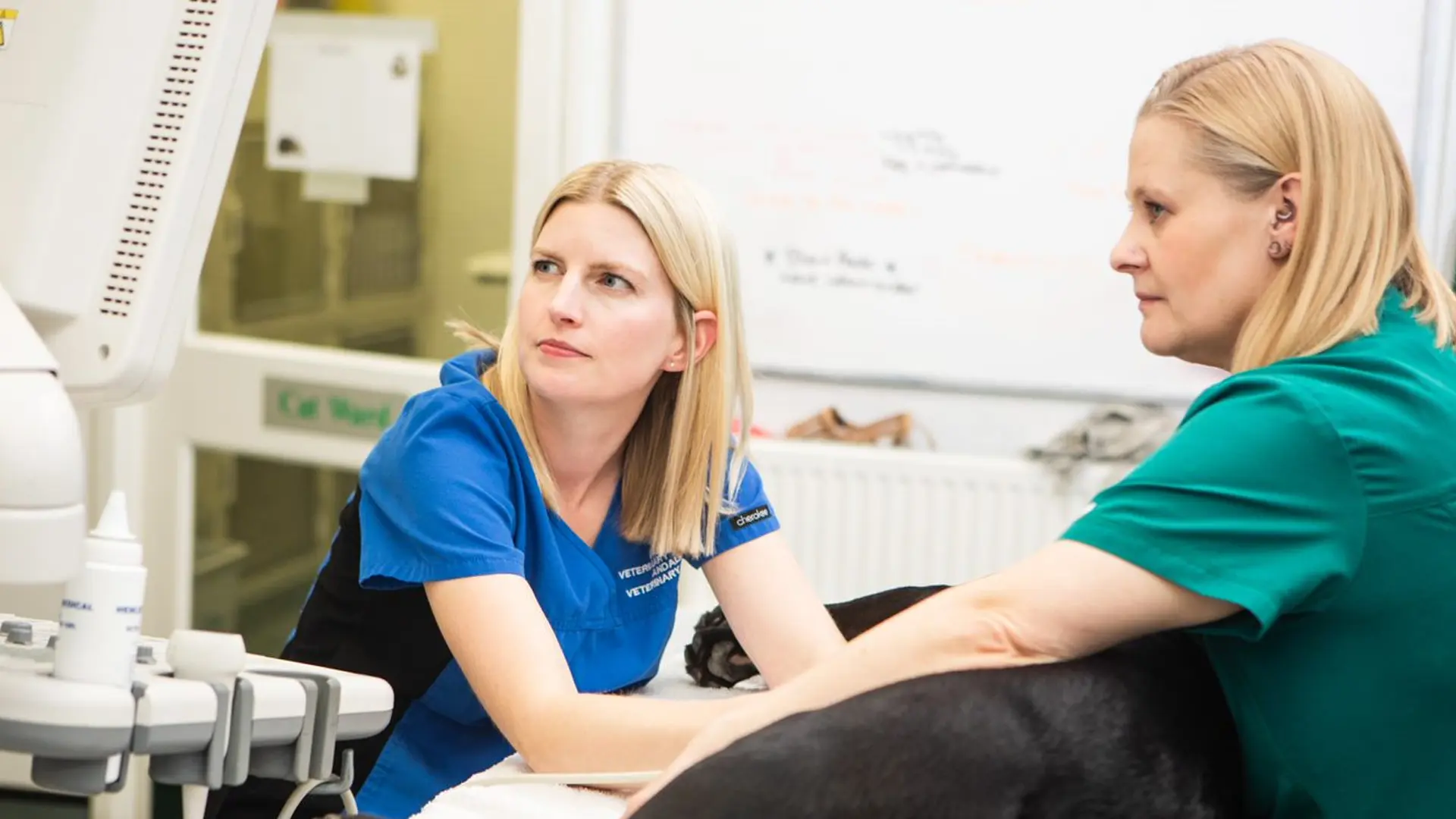 vets conducting an examination