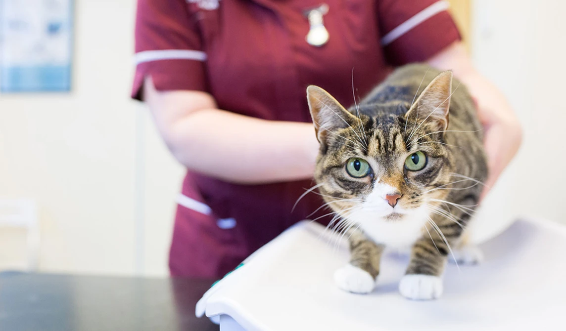 green eyed cat on vet weighing scales