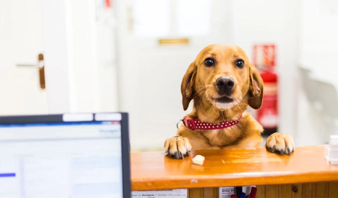 golden dog with spotty collar at reception desk