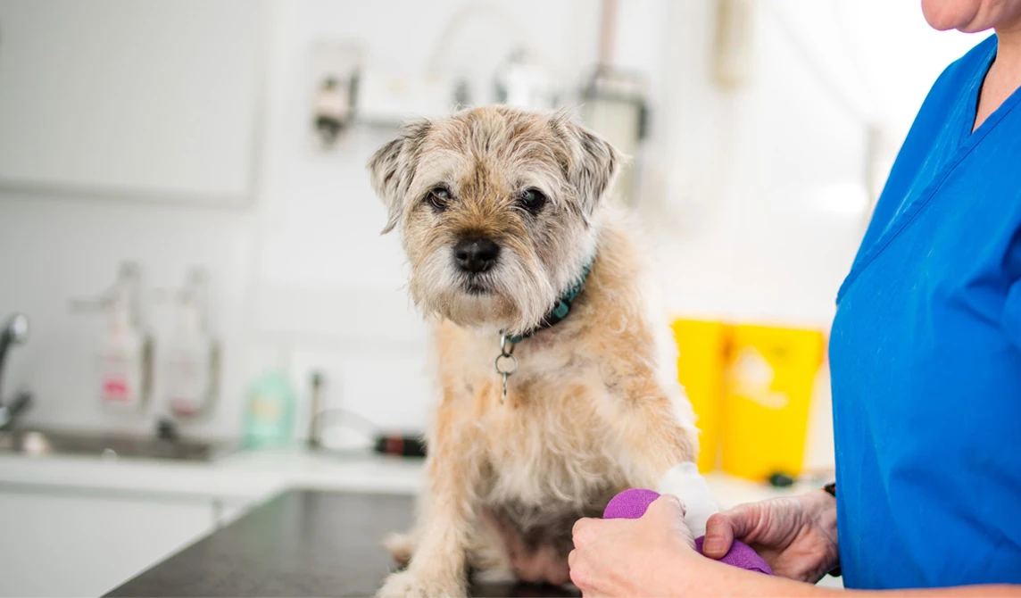 small old dog having bandage put on leg