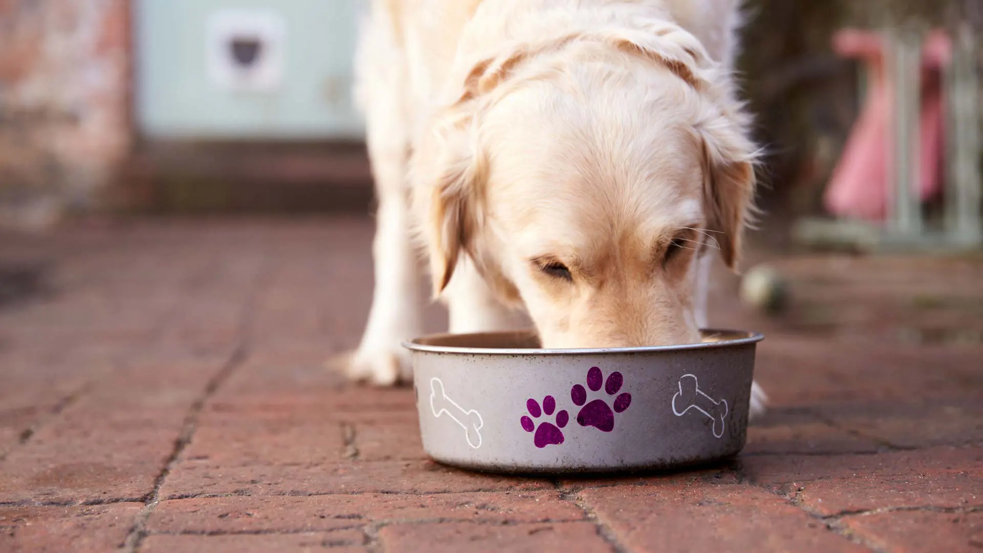 Large dog eating from a bowl