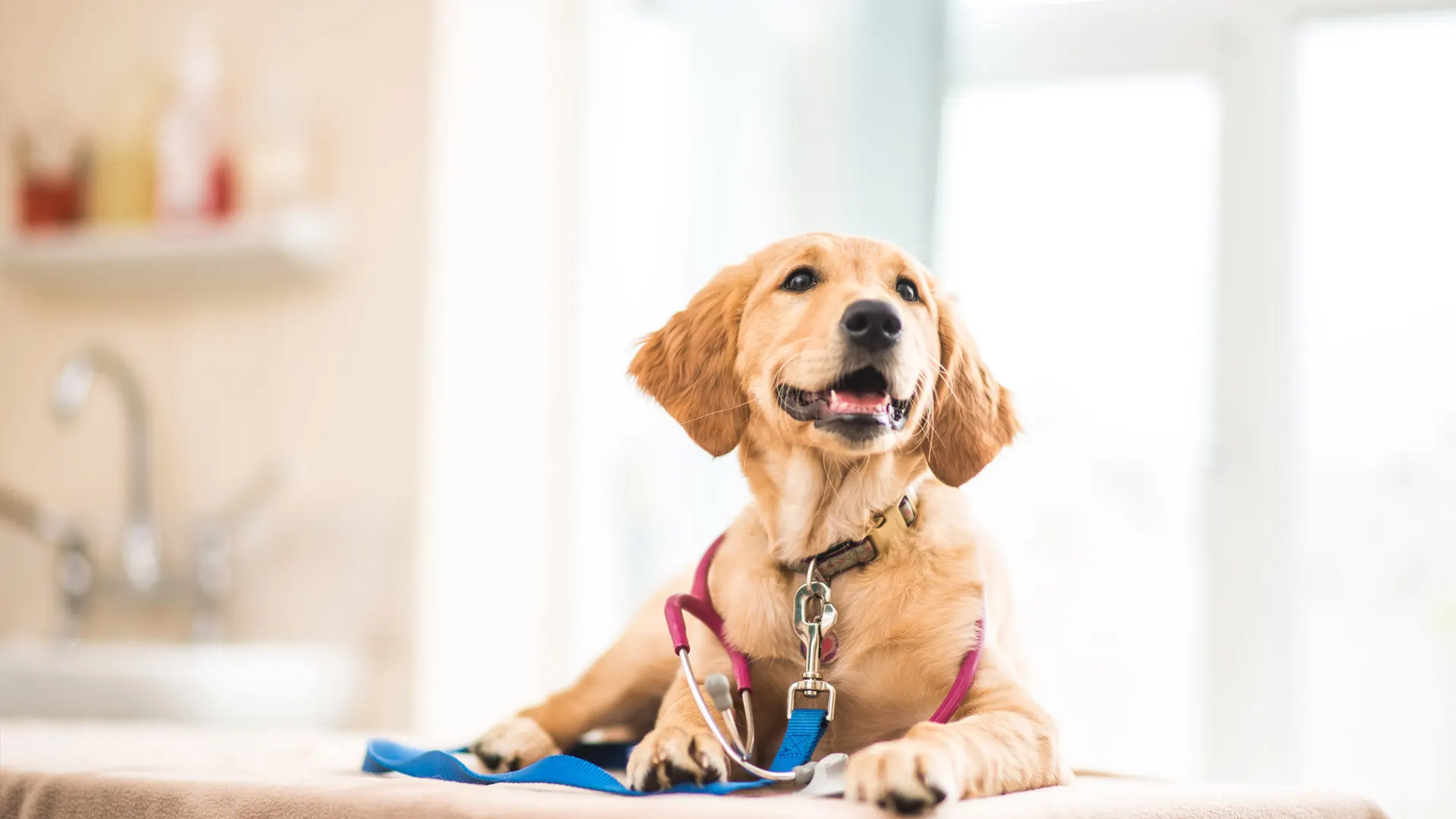 Golden pup in clinic