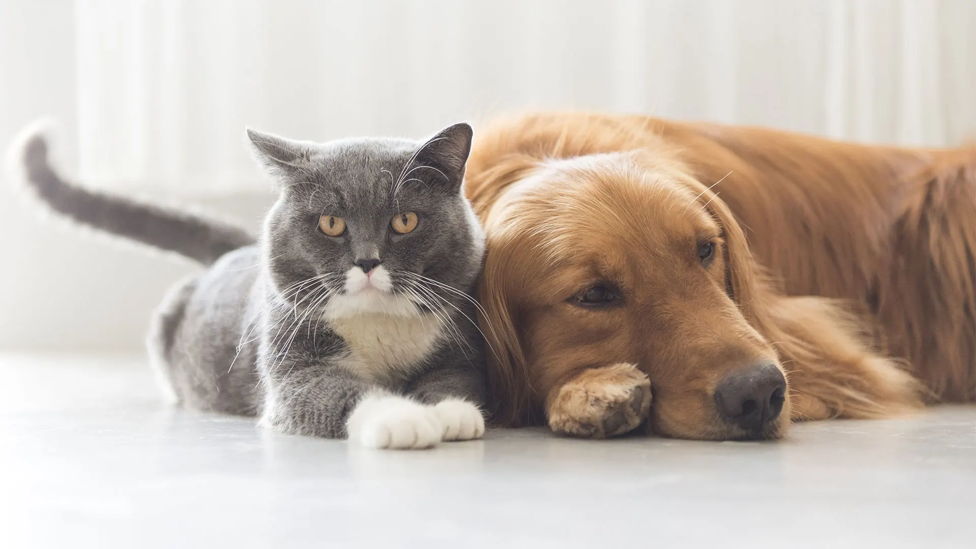 Grey cat and large dog laying down