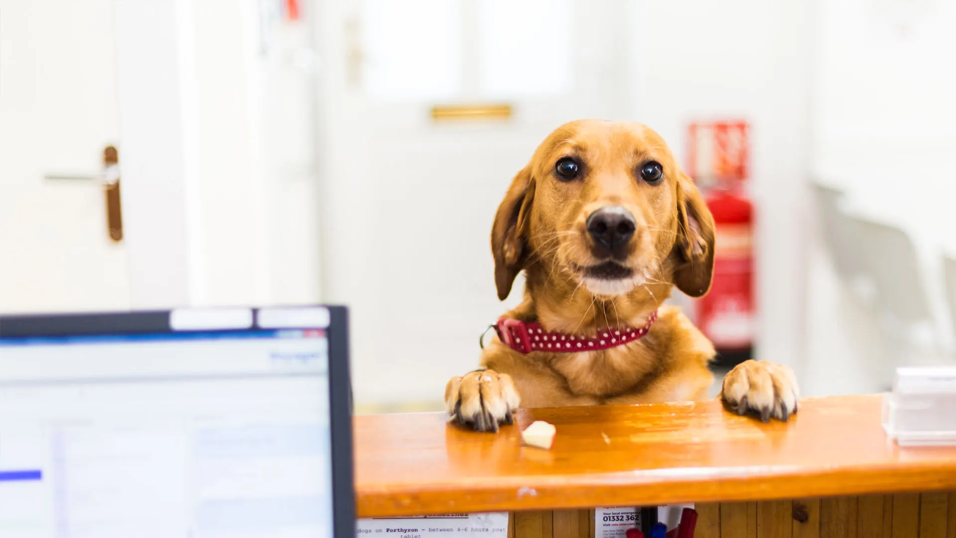 Dog at reception desk