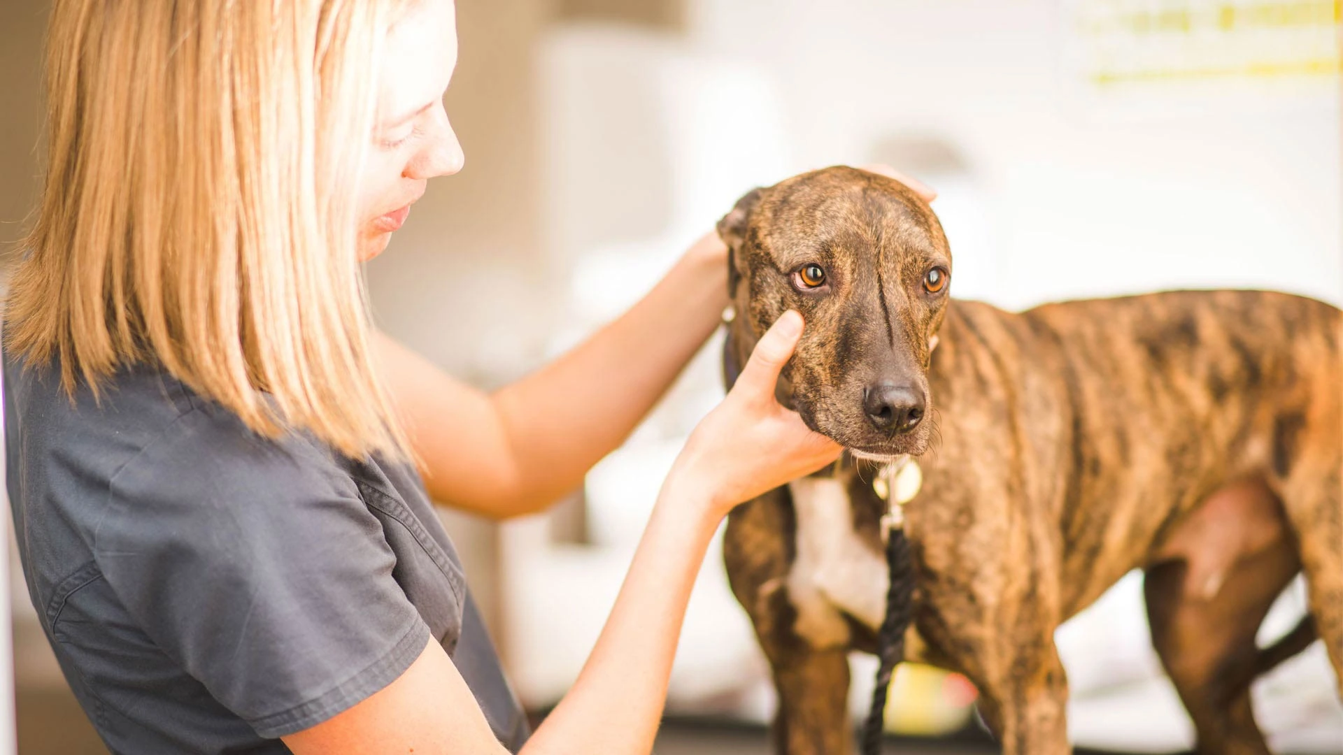 brown whippet having an eye examination