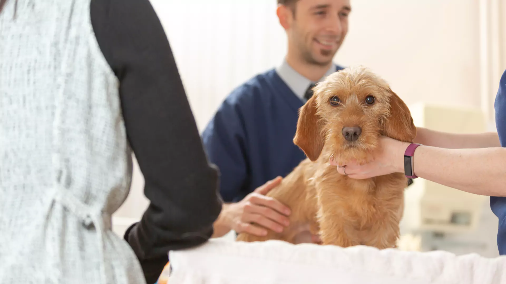 beige dog having a vet consultation with the team