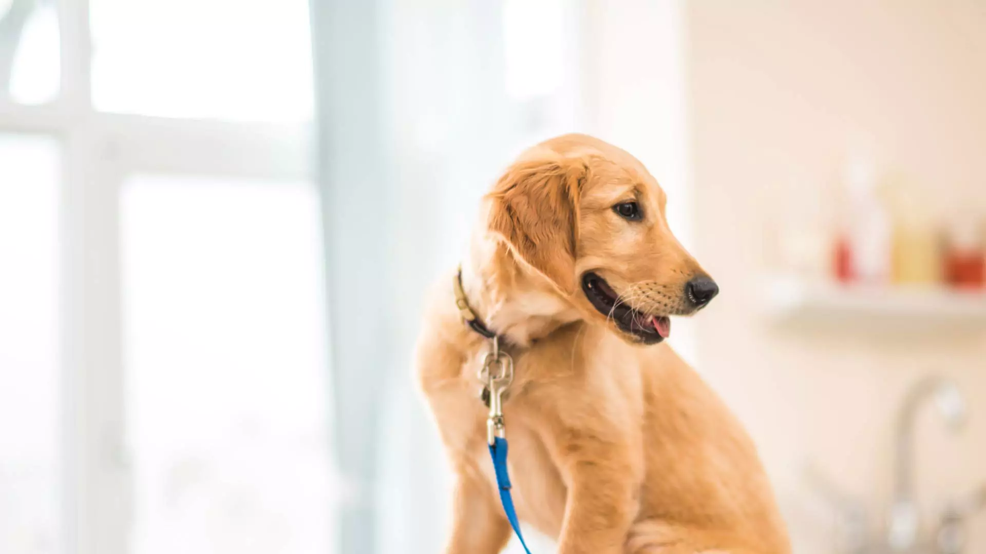 golden lab panting