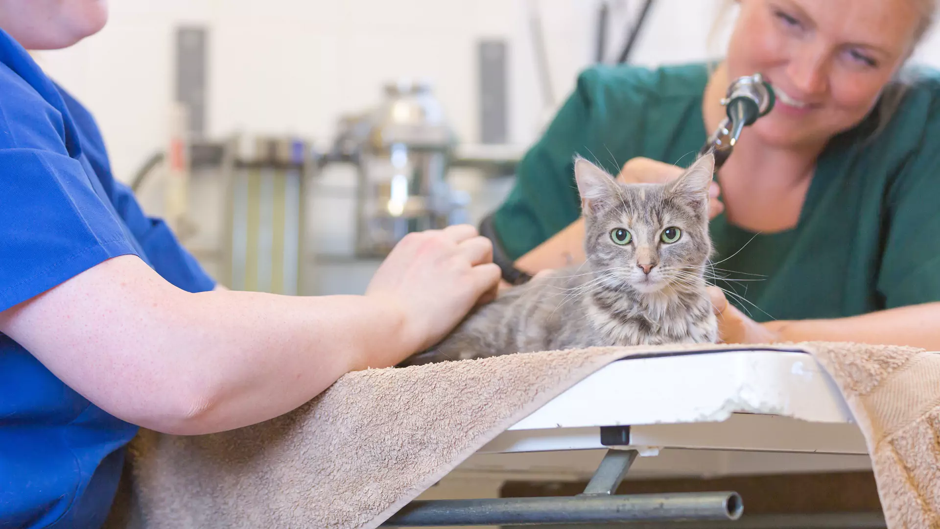 grey cat sat on a towel being petted