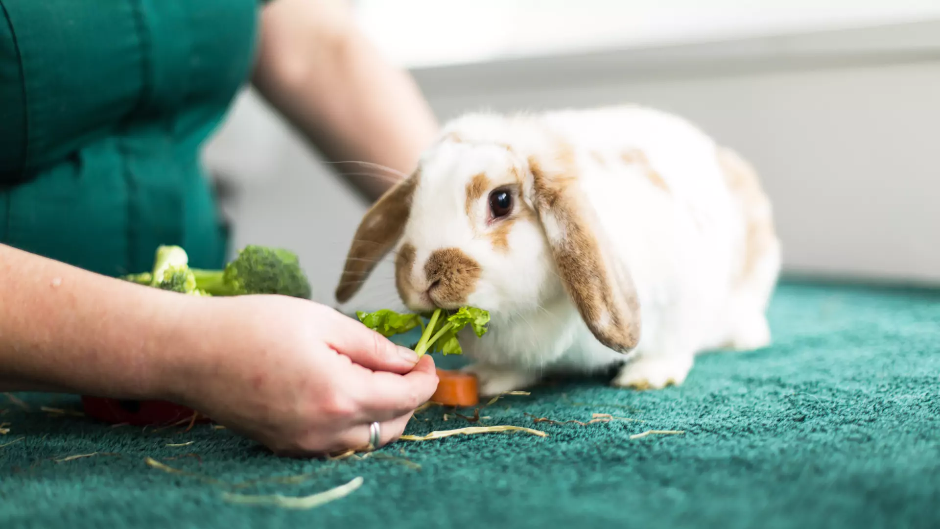 Rabbit sat on green mat eating a carrot 