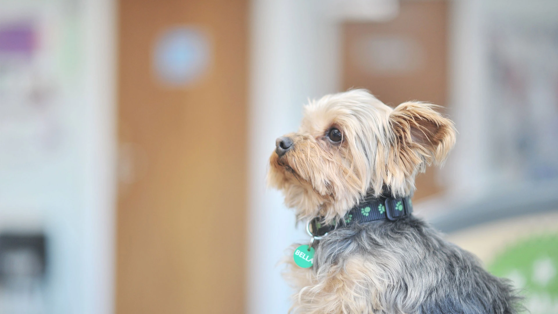 terrier dog in waiting room