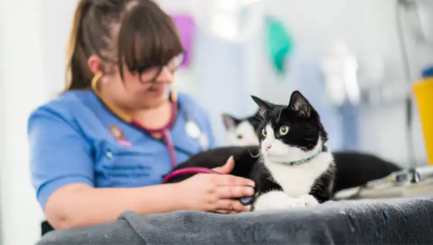 two cats during a consultation with the vet