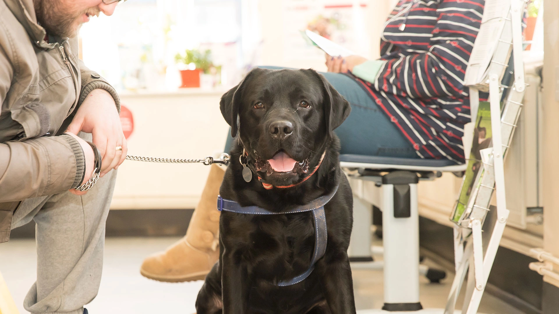 large black Labrador in reception area