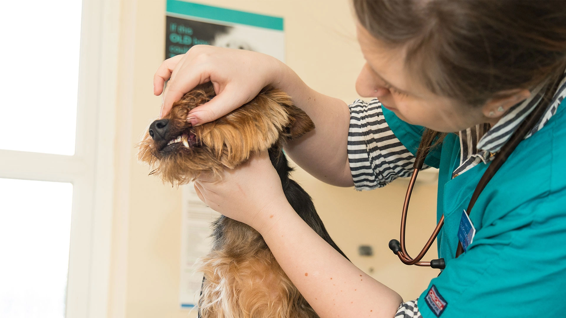 terrier dog having teeth check