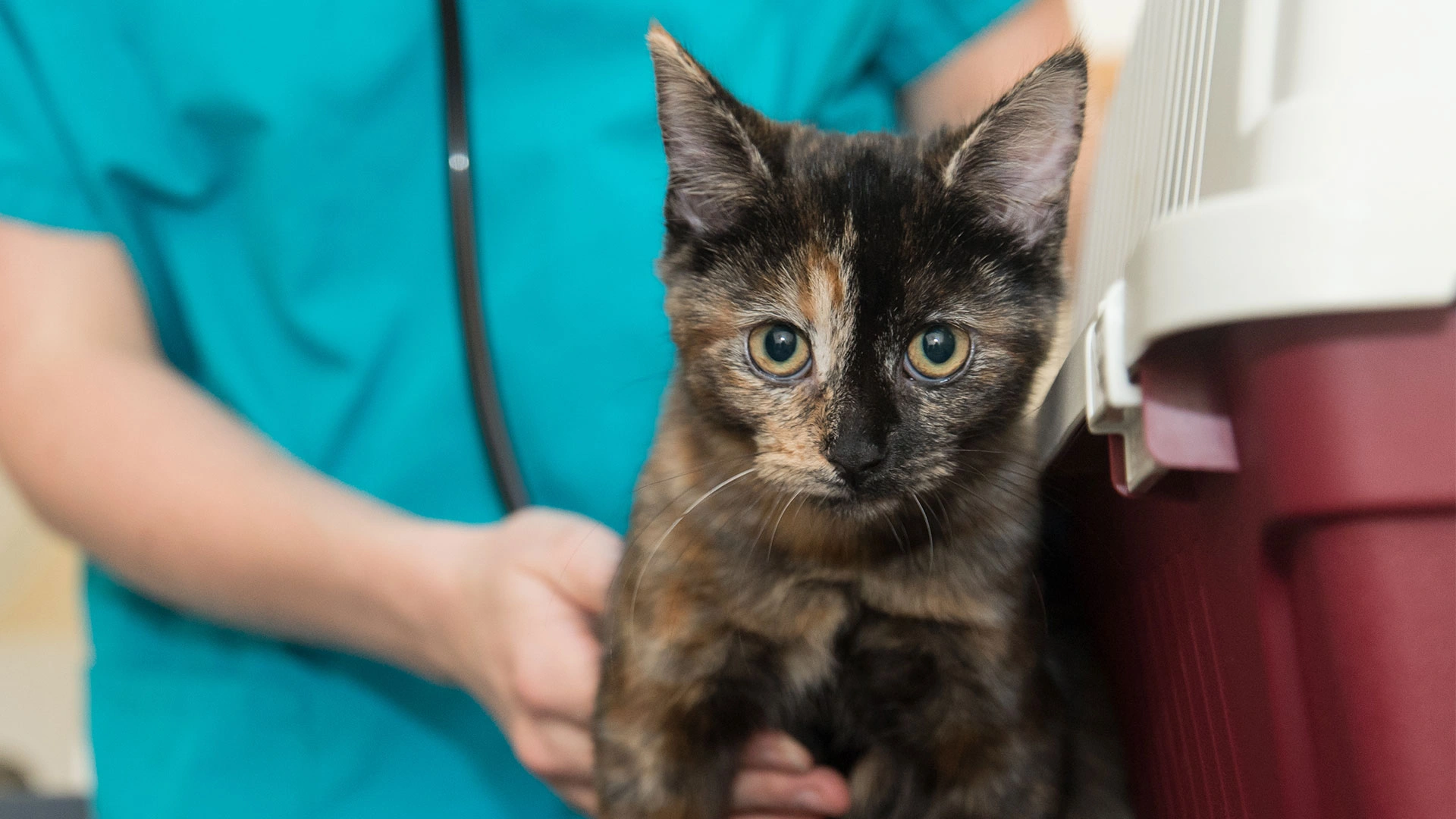 tortoise shell cat having an examination