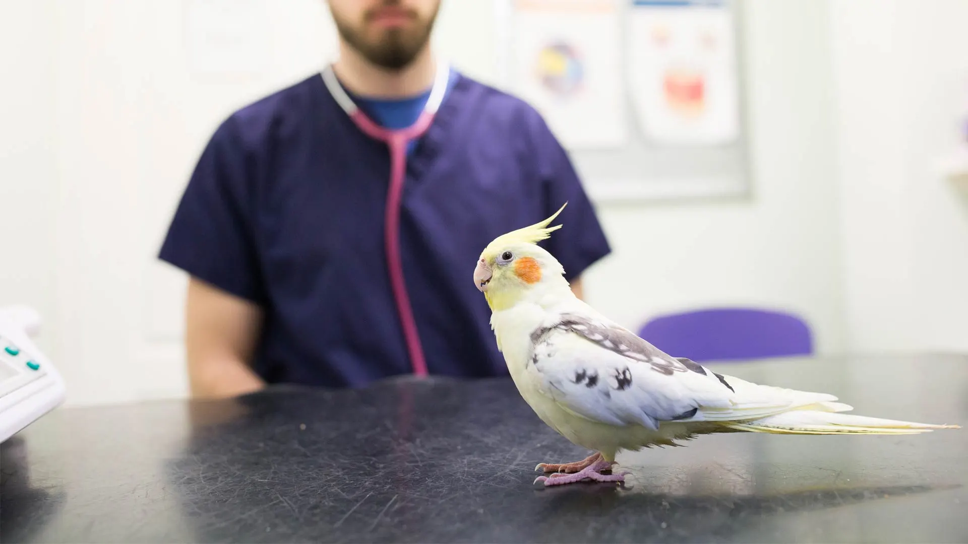 small bird in clinic