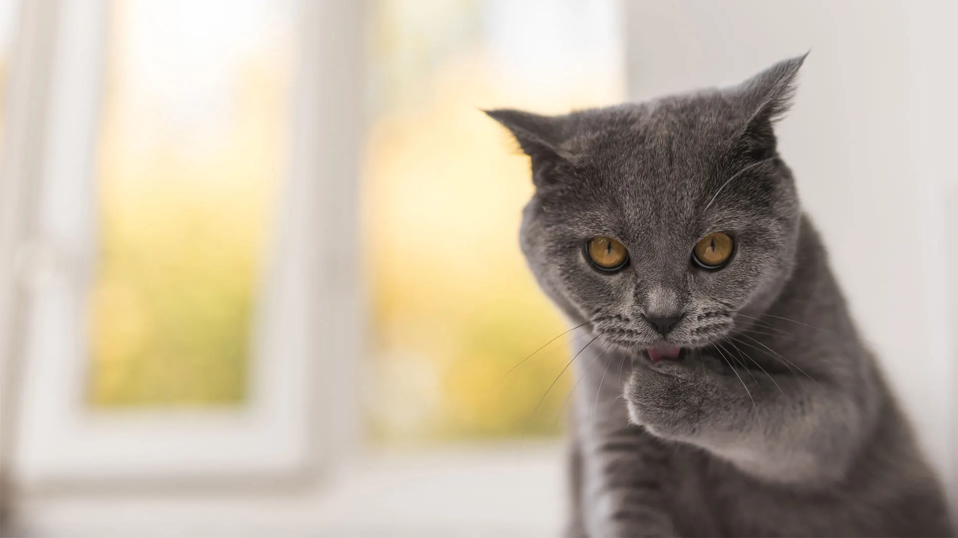 grey cat licking paw