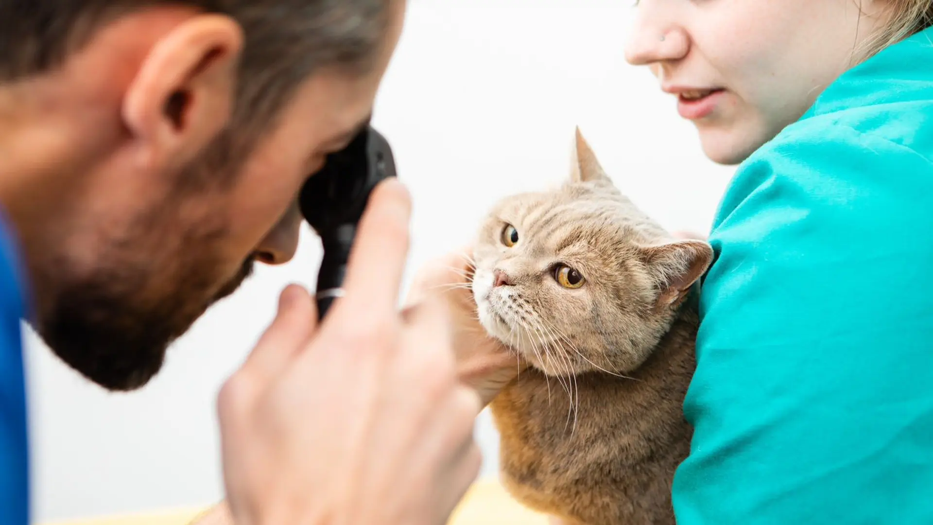 beige cat getting eye checked by vet