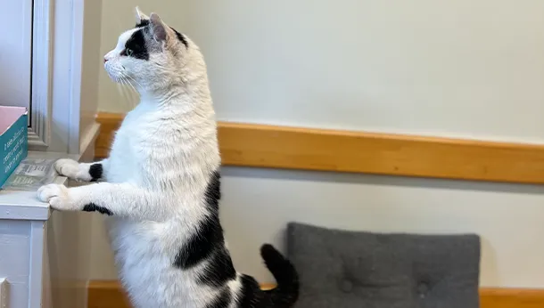 cat stretching up to look out of a window