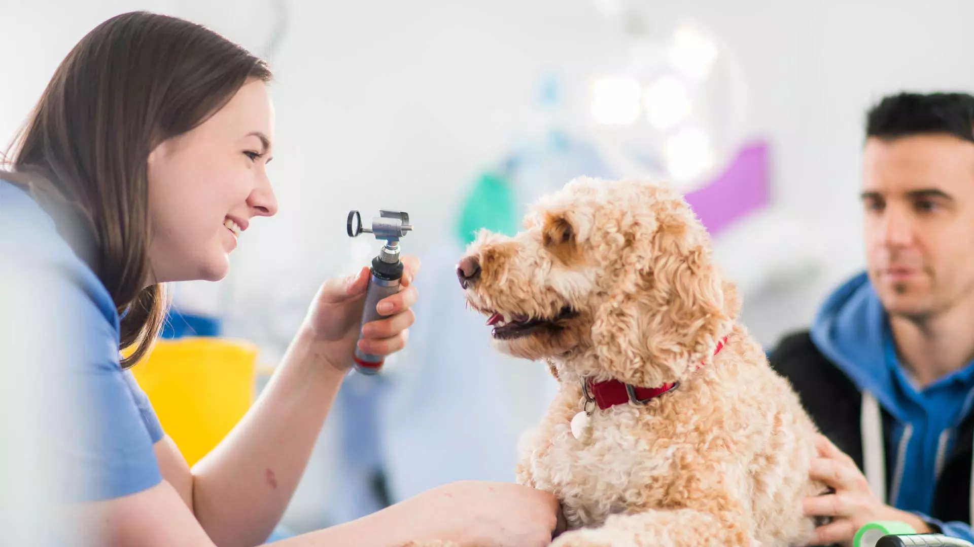Dog eye check with a vet