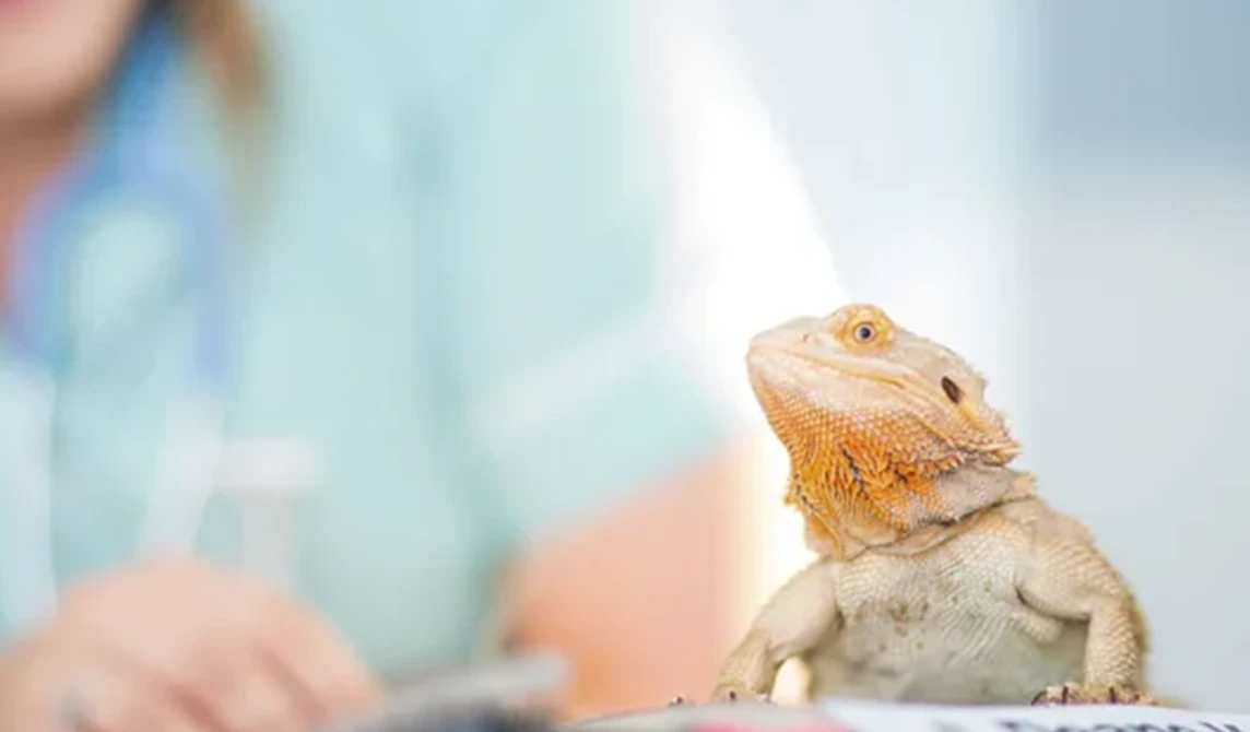 yellow bearded dragon