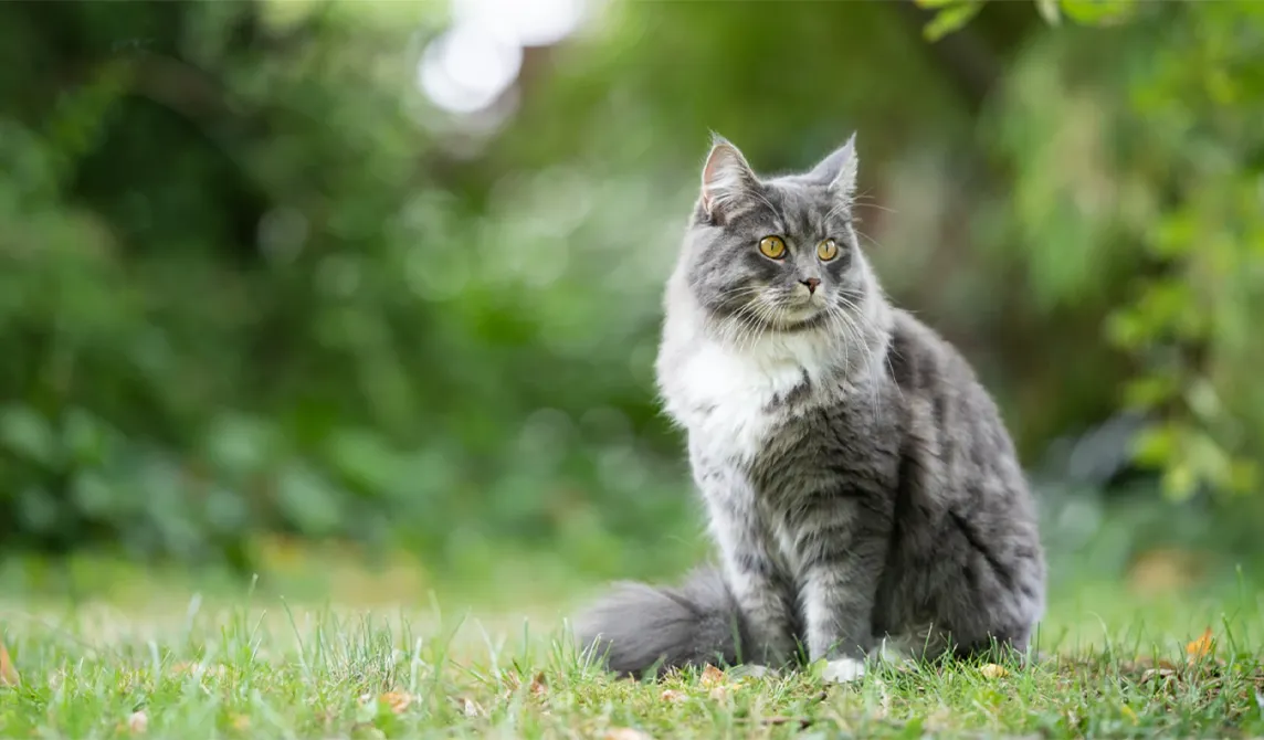grey cat sitting in grass