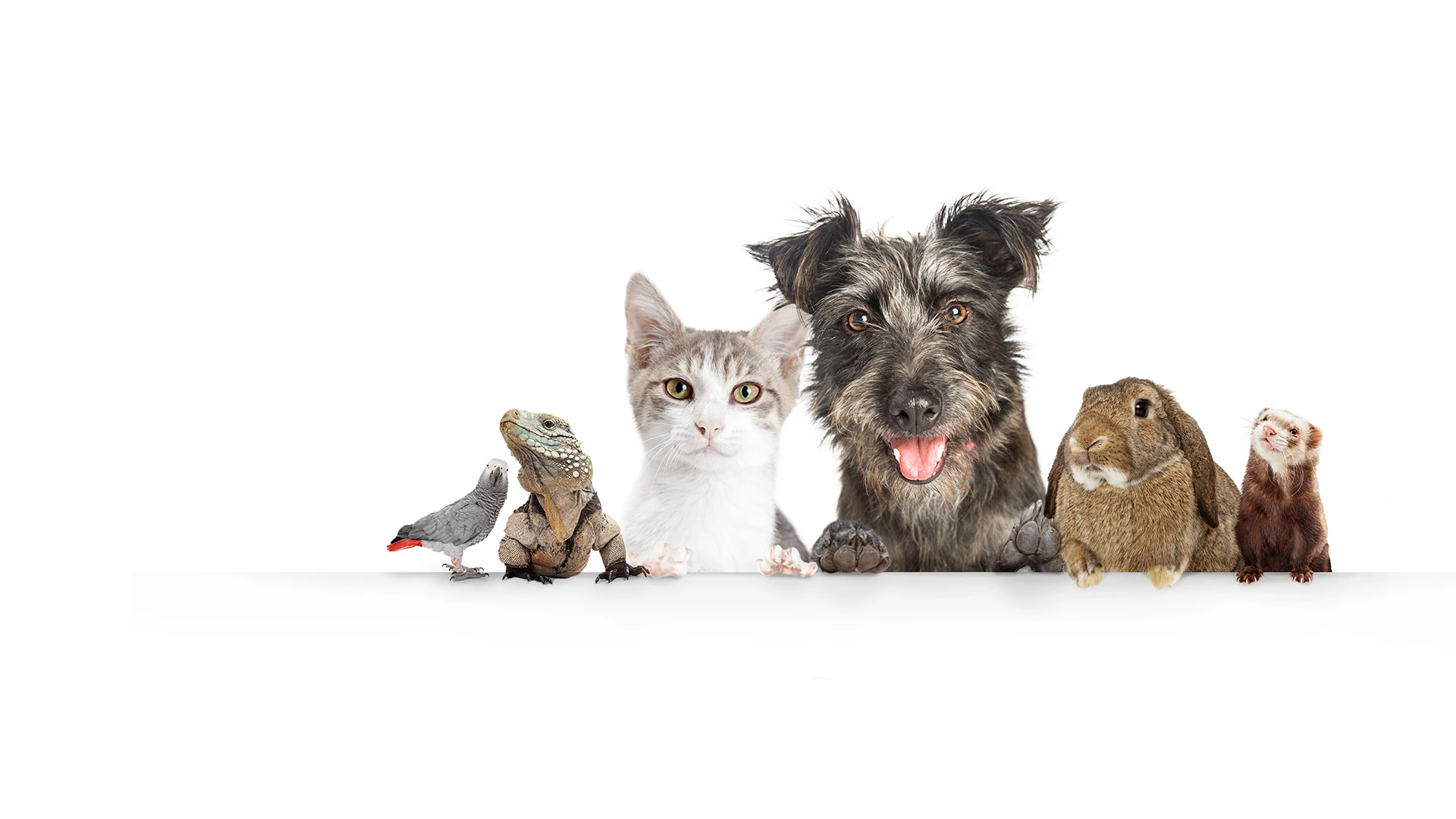 a selection of pets (bird, lizard, cat, dog, rabbit)