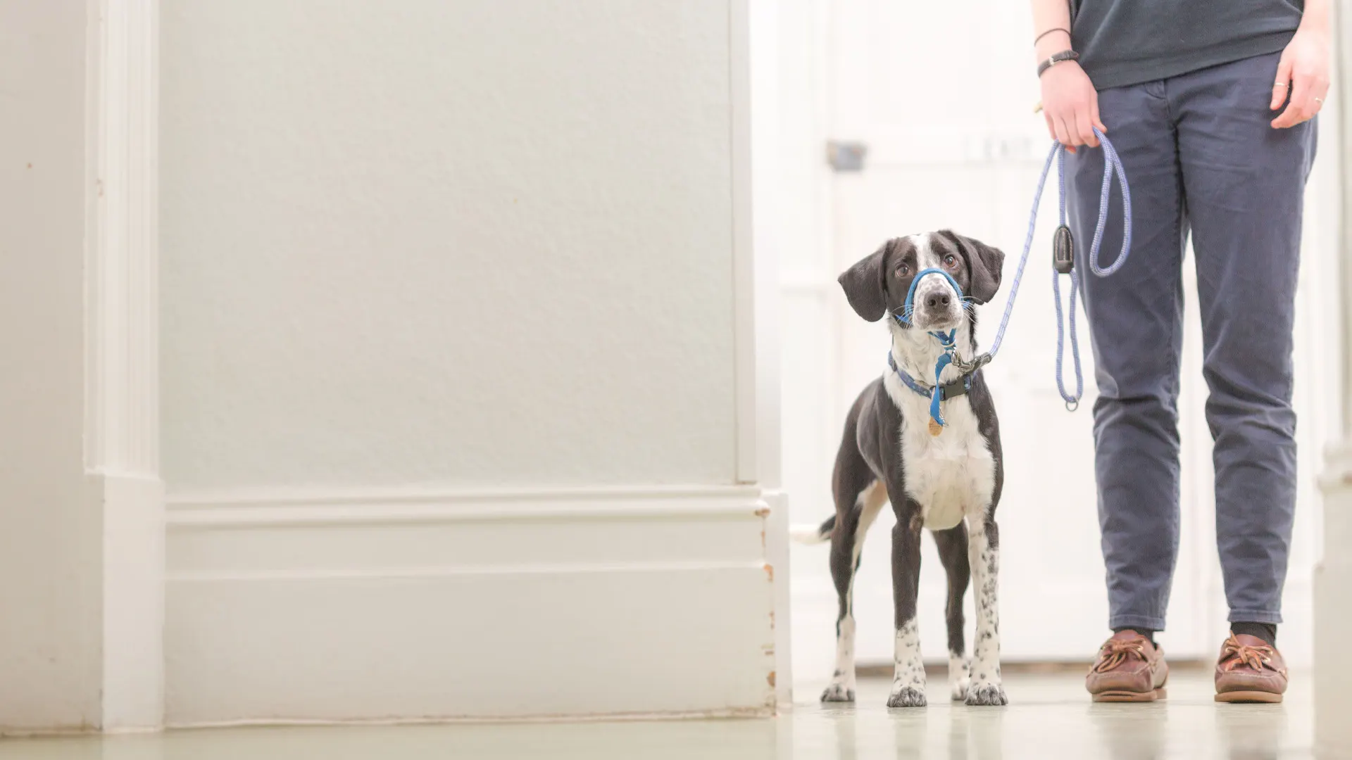 Dog on a leash at the vet
