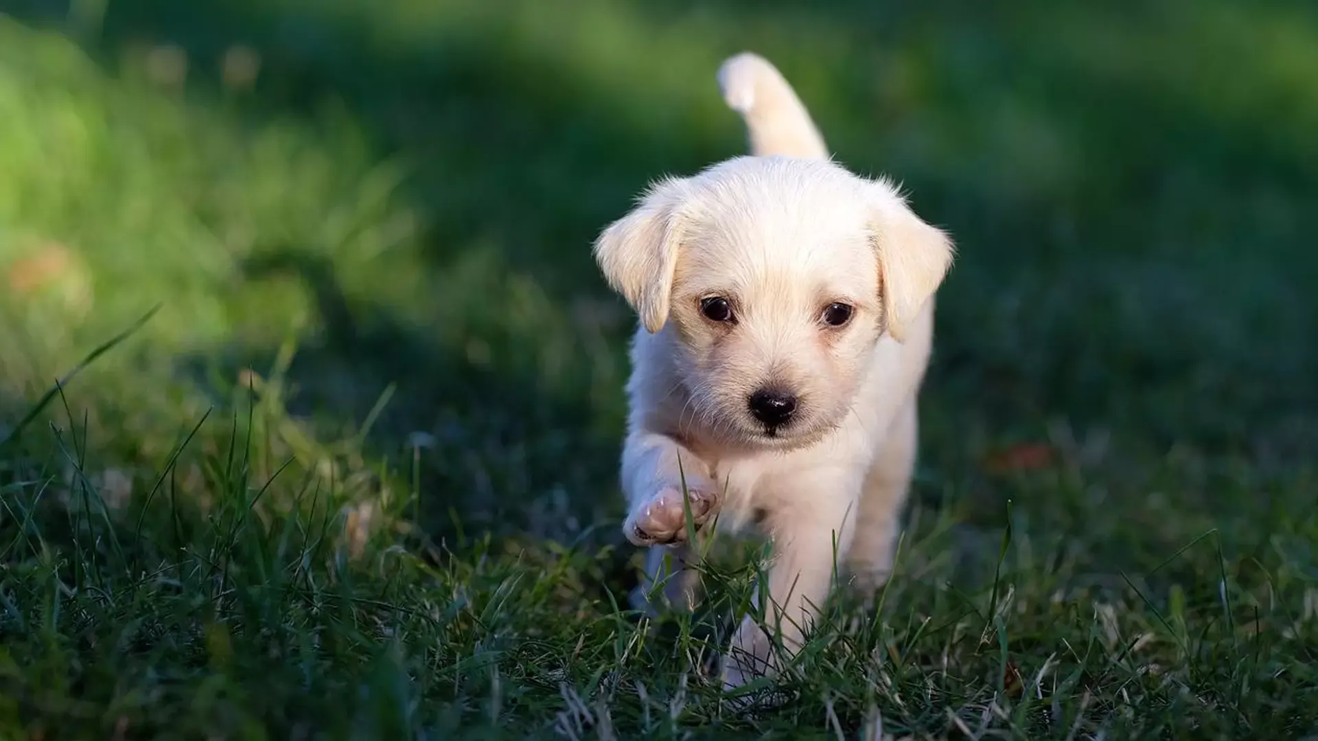 small labrador puppy walking through grass