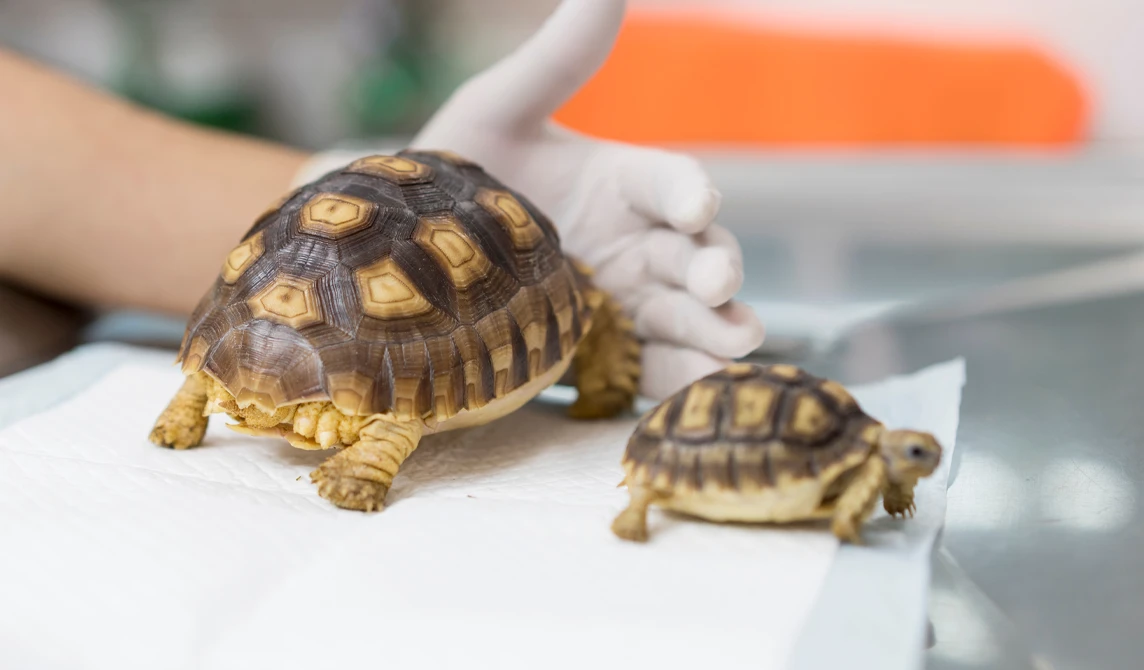 two tortoise on exam table