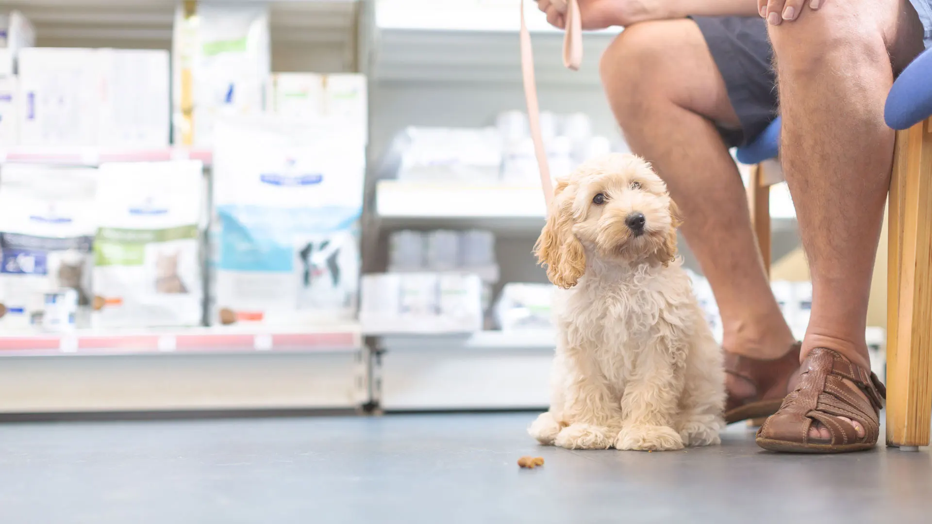 Cockapoo dog in waiting