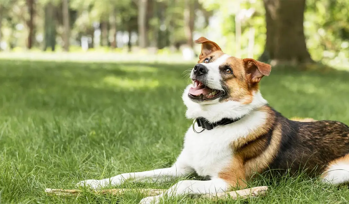smiling dog in the grass
