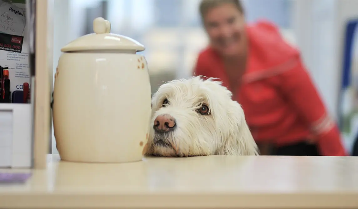 white dog with head on reception desk