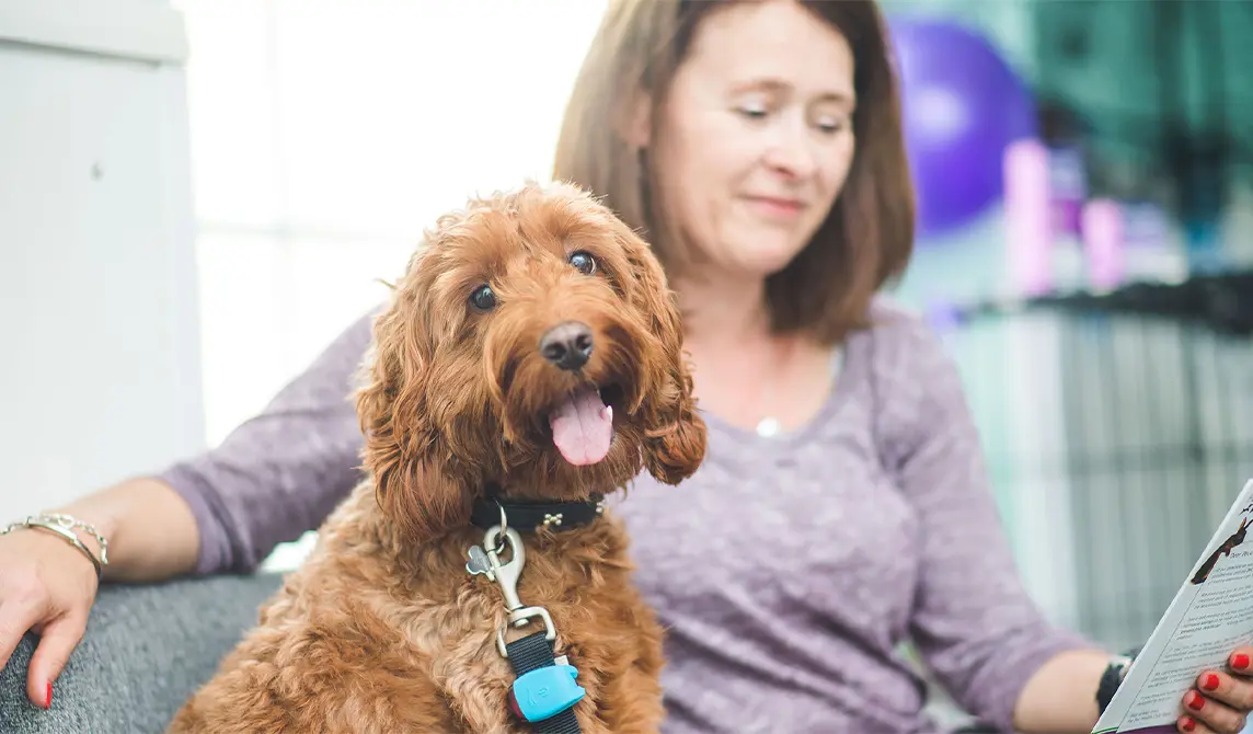 brown cocker spaniel sat in waiting room