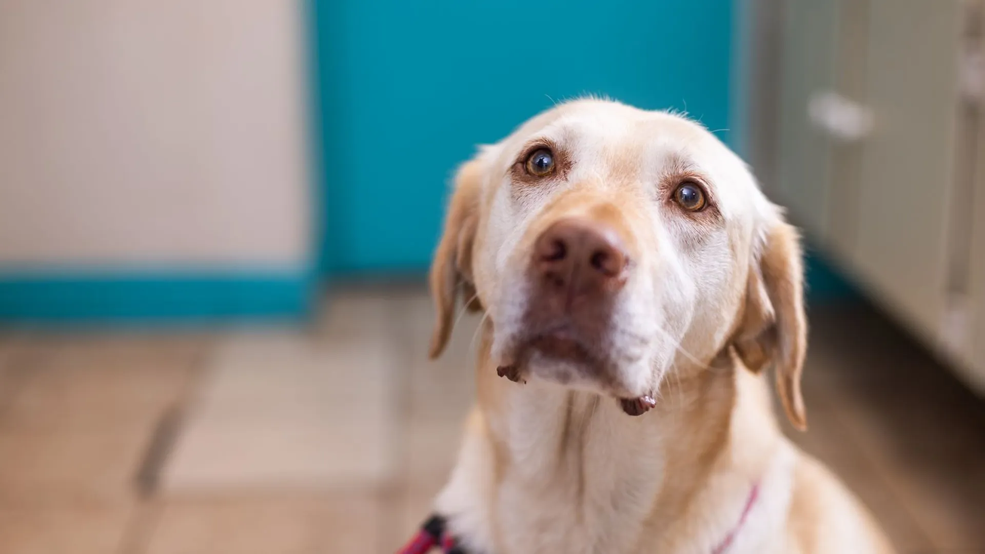 Labrador in waiting room
