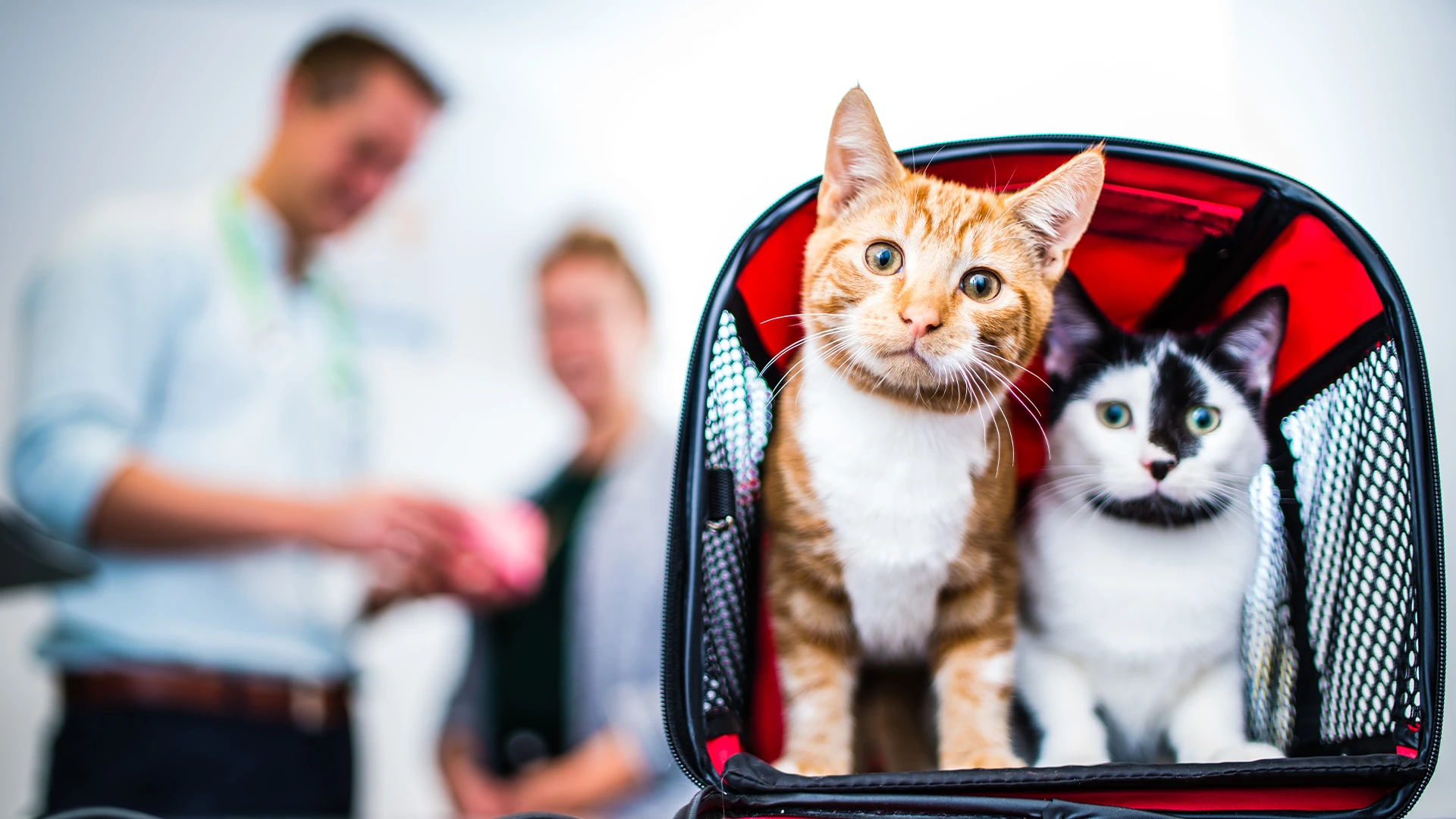 two cats in a carrier